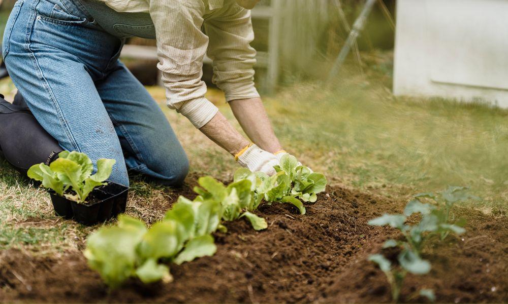 More Filipinos turn to backyard farming for daily food needs, DOH study shows