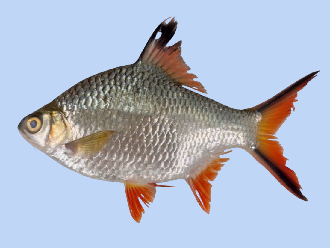 Ateneo scientists warn vs alien fish in Laguna de Bay 