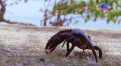 Alimango sa Leyte, purple o ube ang kulay thumbnail