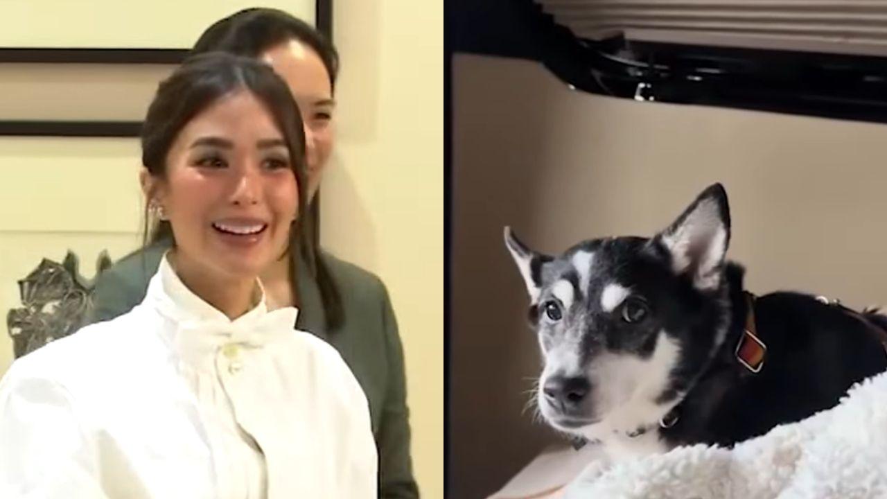 Heart Evangelista raises pet health awareness after dog Panda's leptospirosis scare