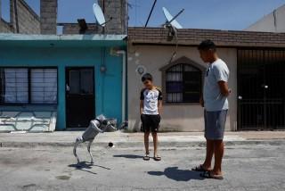 Waldog, a robotic dog used to raise awareness about animal adoption and abuse