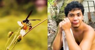 How dangerous are wasp stings? Kuya Kim answers thumbnail