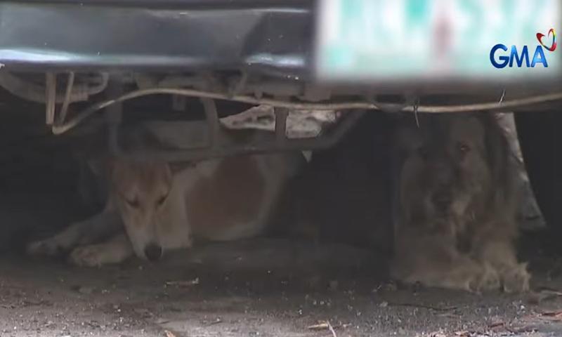 Caloocan City vet searches for owner of abandoned dogs