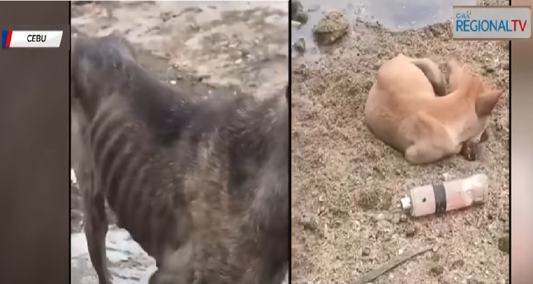 Ilan sa mga aso na ‘itinapon’ sa isang isla sa Cebu na basura na lang ang kinakain, sinagip thumbnail