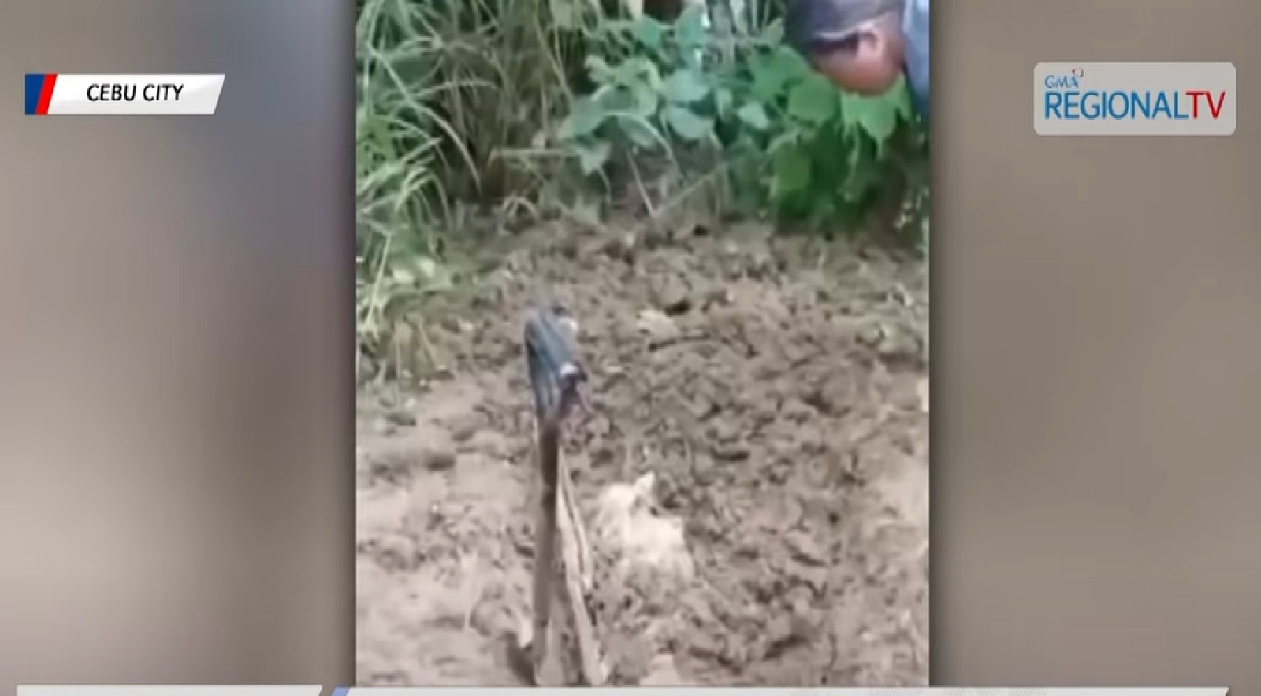 Lalaking ilang araw nang nawawala, nakitang nakabaon sa lupa sa Cebu City