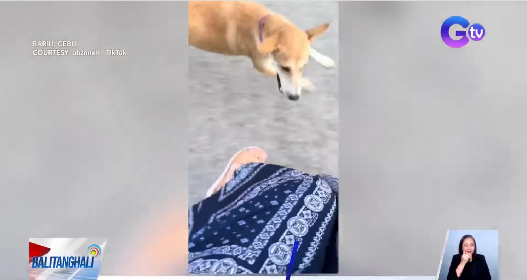 Mapaglarong asong kalye sa Barili, Cebu, napamahal na sa mga residente thumbnail