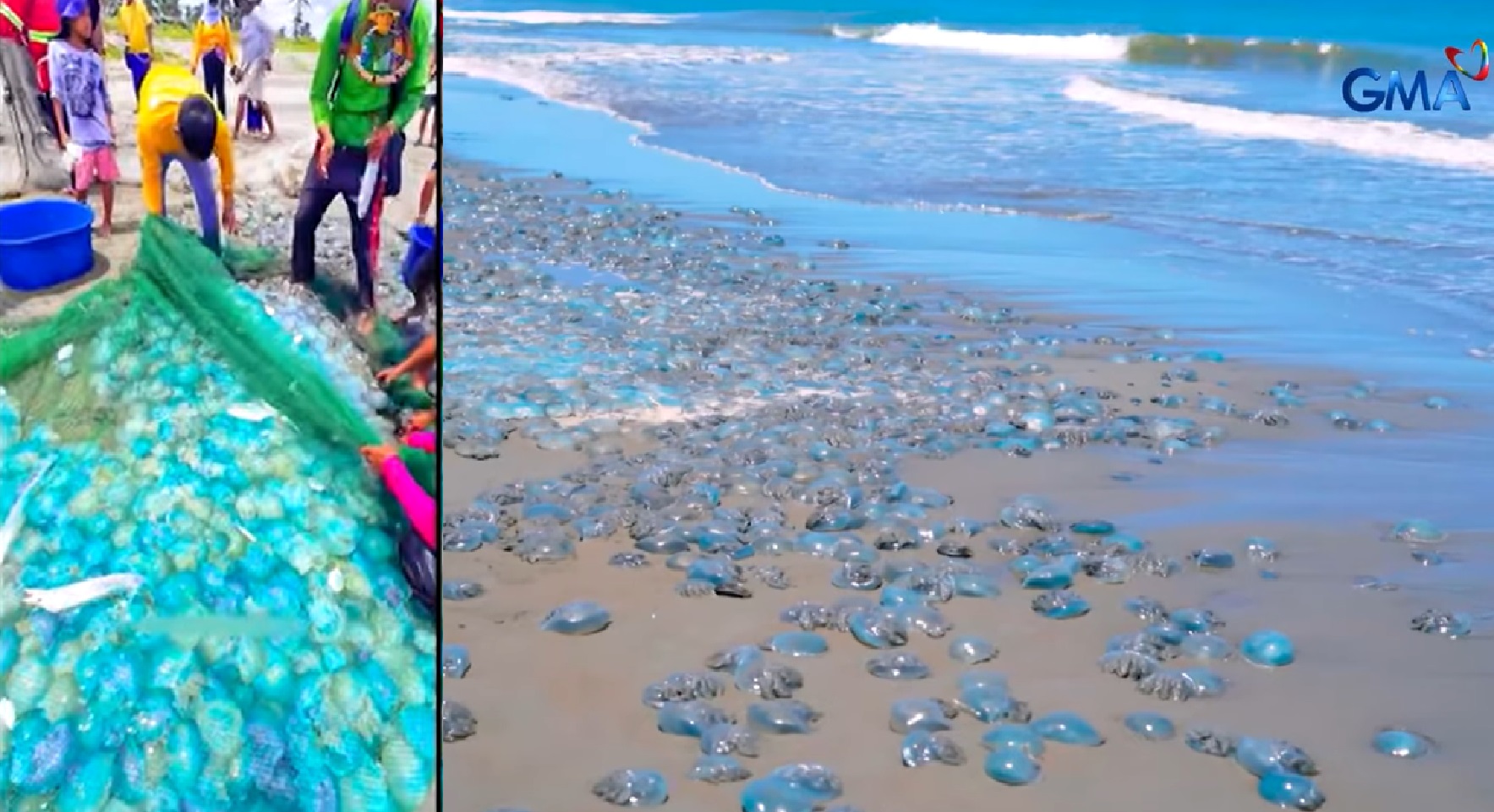 Sangkaterbang asul na dikya o lulu, perwisyo sa mga mangingisda sa Cagayan Valley?