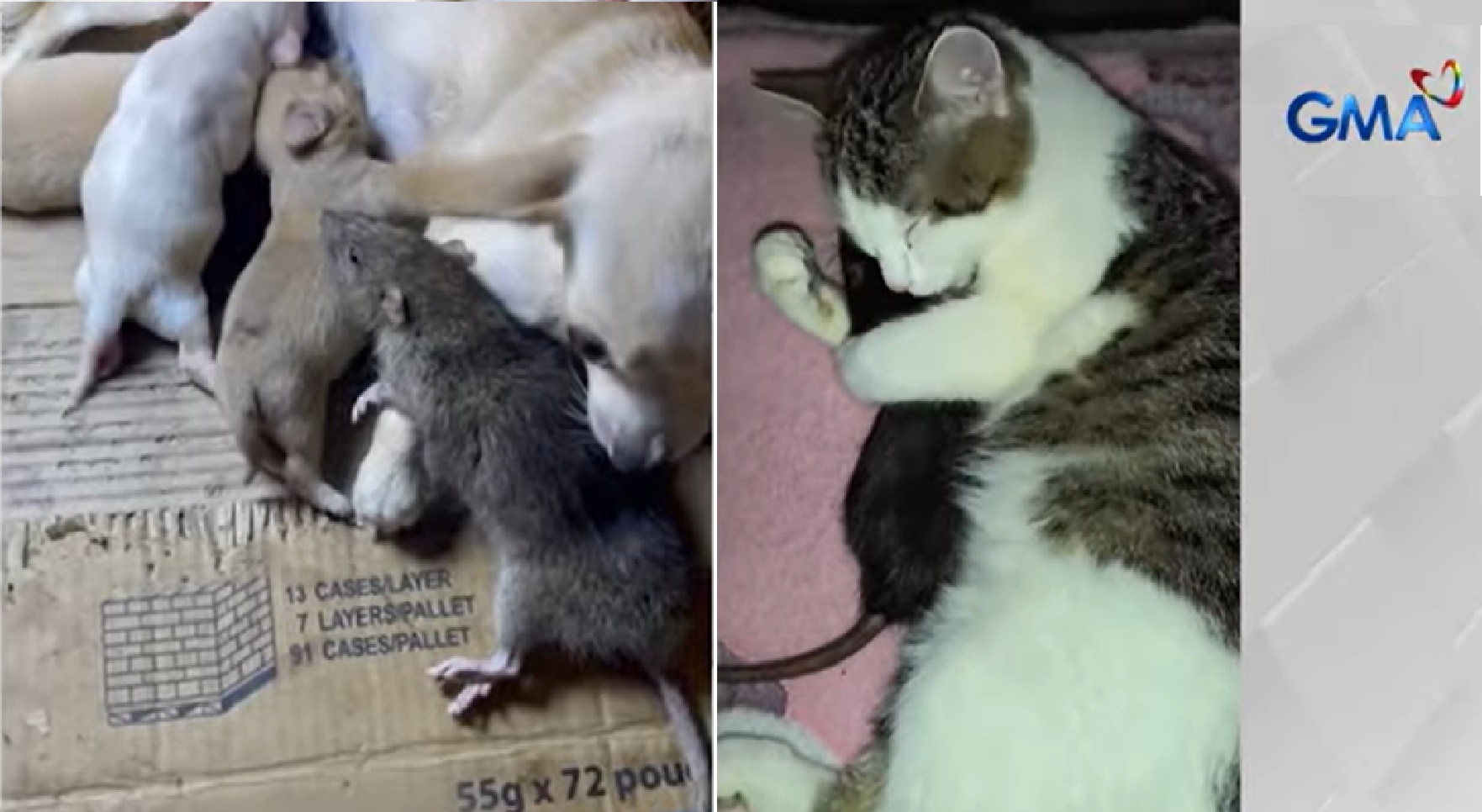 Aso at pusa, naging 'chummy-chummy" sa magkaibang daga na kanilang nakasama