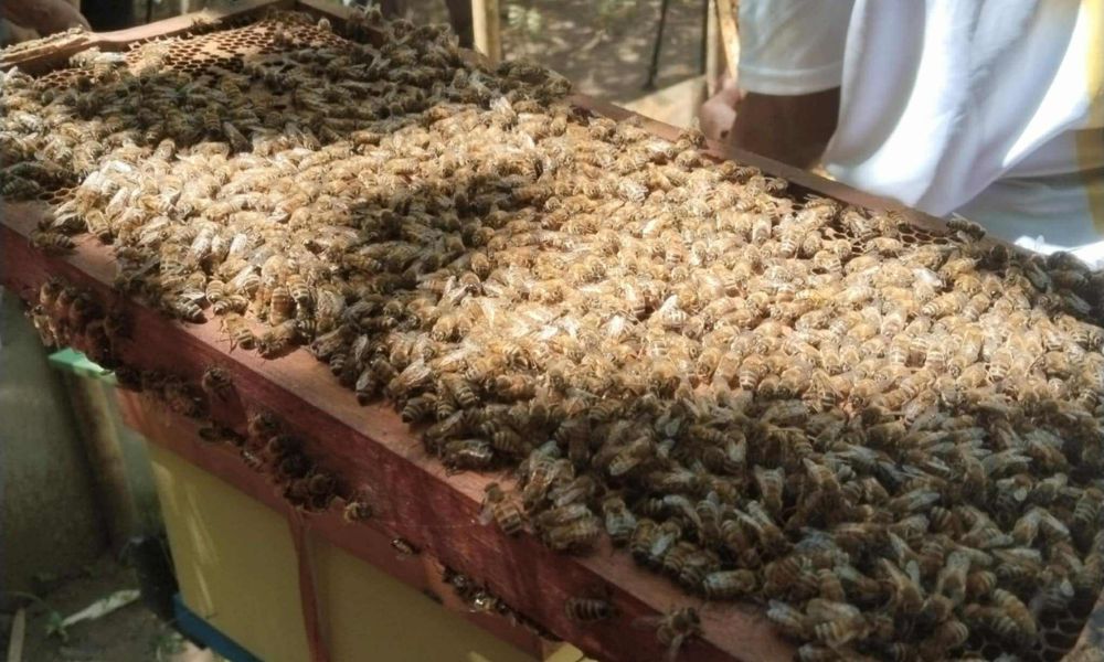 29th Beenet National Meet to take center stage in Cebu this month