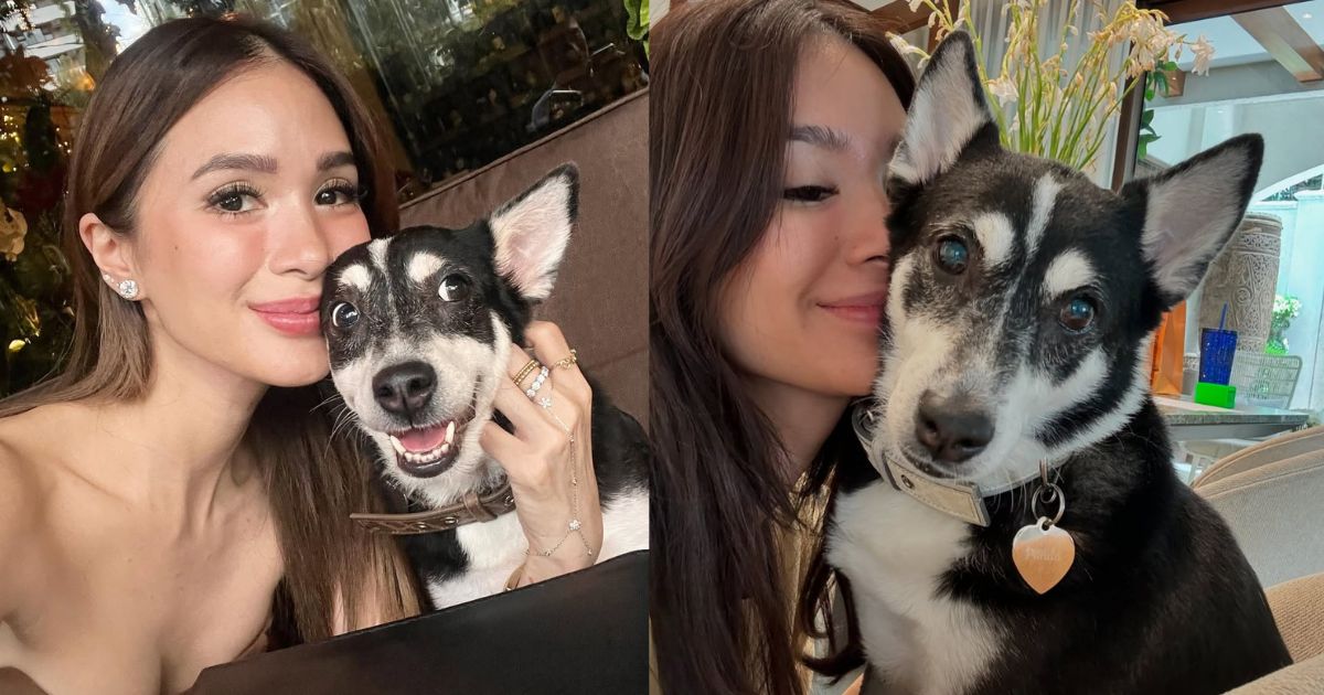 Heart Evangelista's fur baby, Panda, recovers from leptospirosis