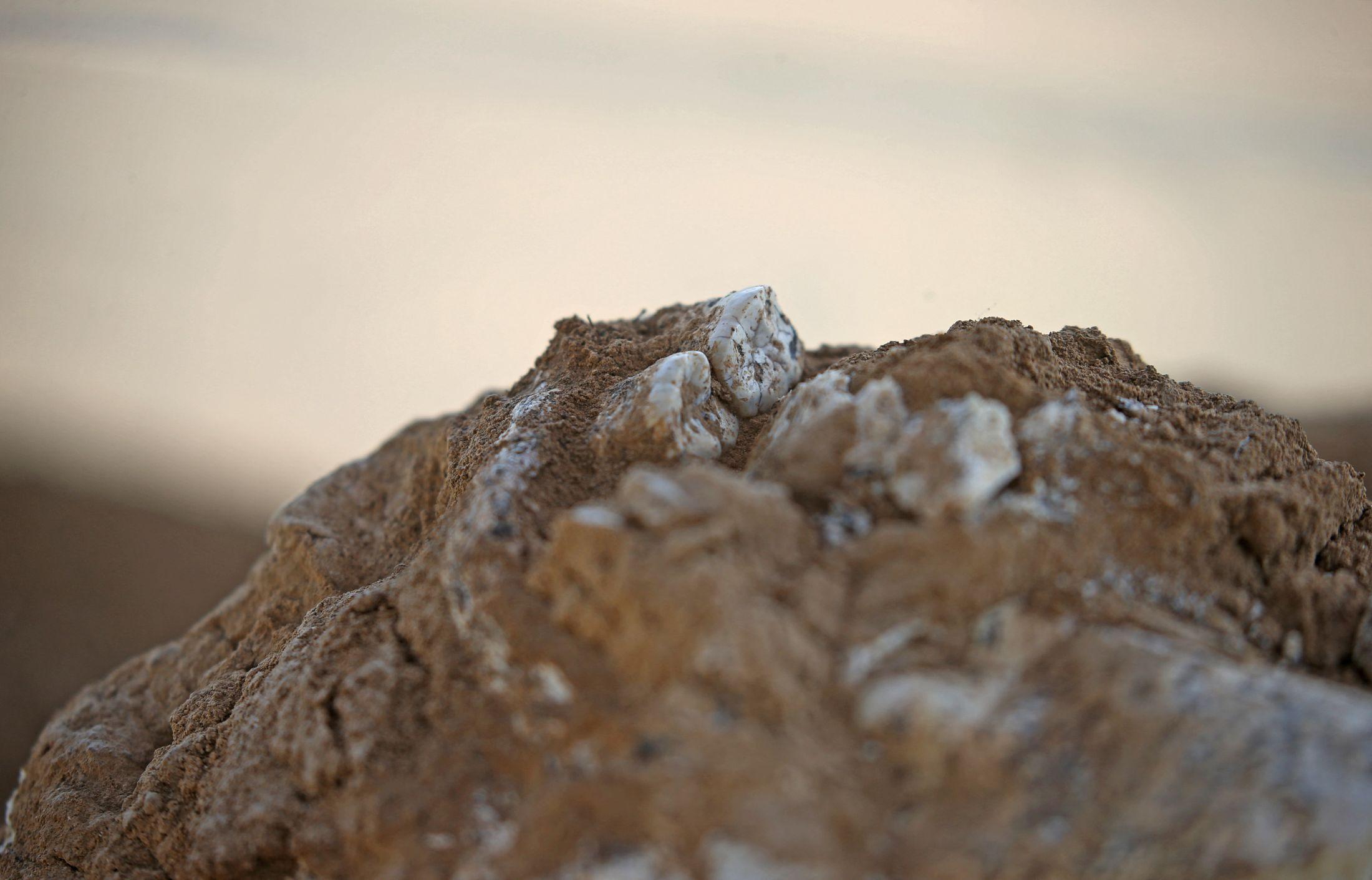 Archaeologists in Georgia unearth 1.8-million-year-old human jawbone