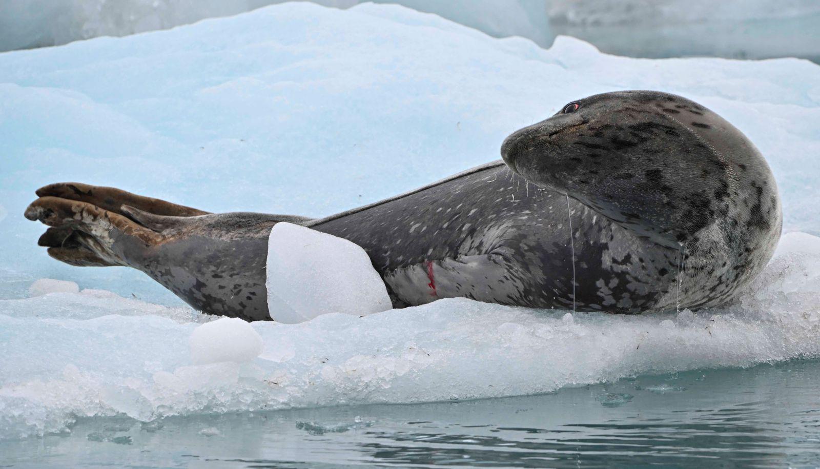 Seals sing 'otherworldly' songs structured like nursery rhymes