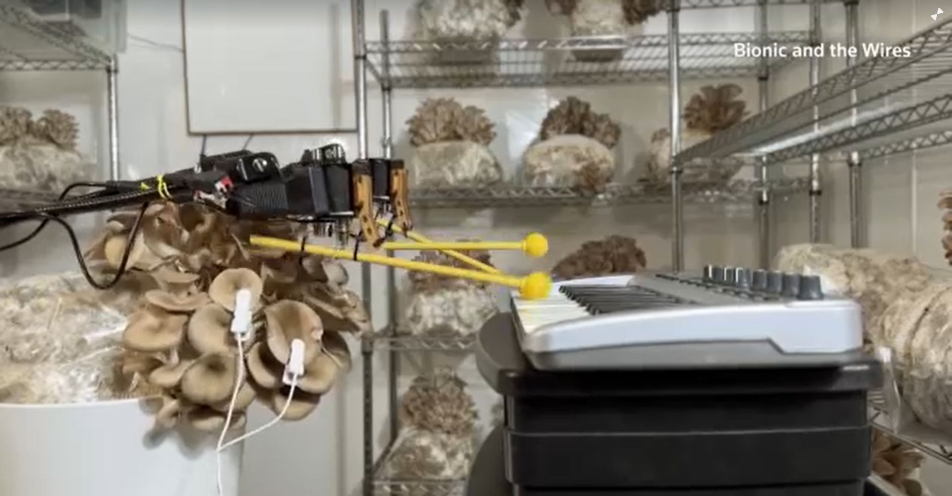 Musical mushrooms: Fungi and plants play instruments via electrical sensors