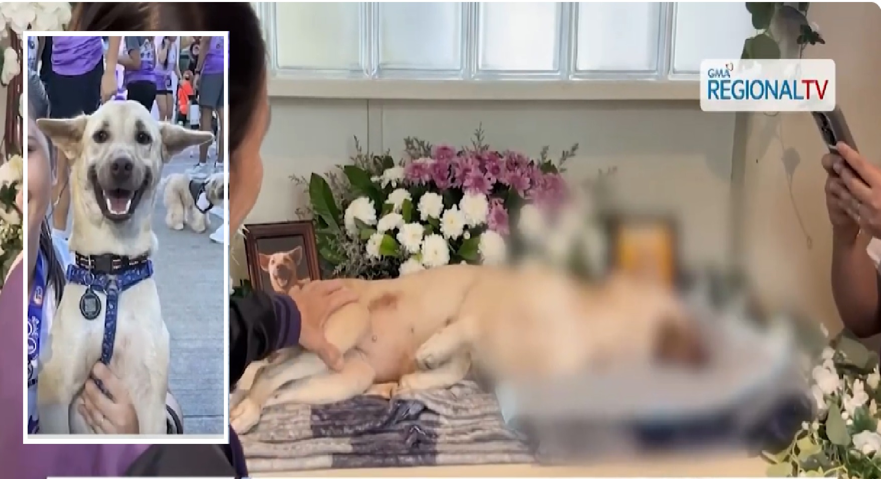 Asong si 'Tiktok' na nakaligtas sa mga pana, patay sa sagasa ng sasakyan sa Bacolod City