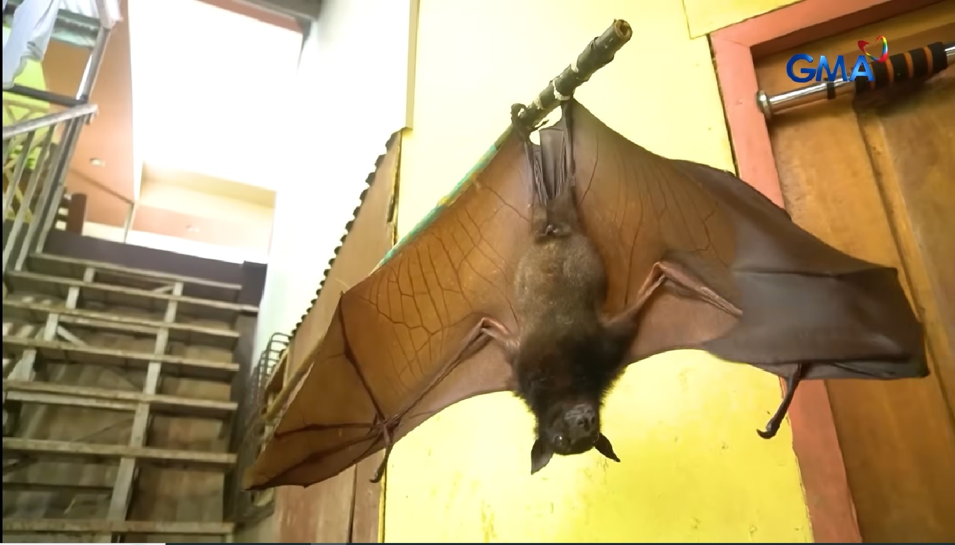 Paniki, ginawang pet ng isang pamilya sa Misamis Occidental