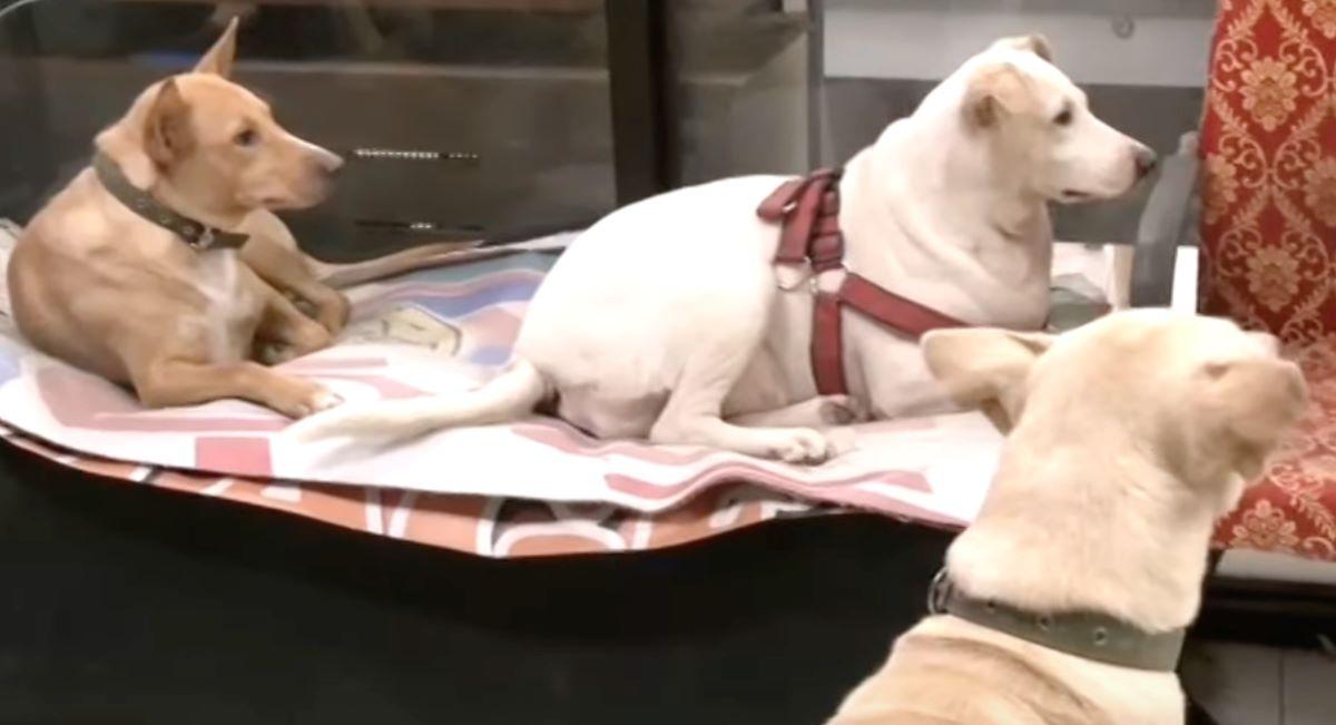 stray aspins at Talisay City Hall offices in Cebu