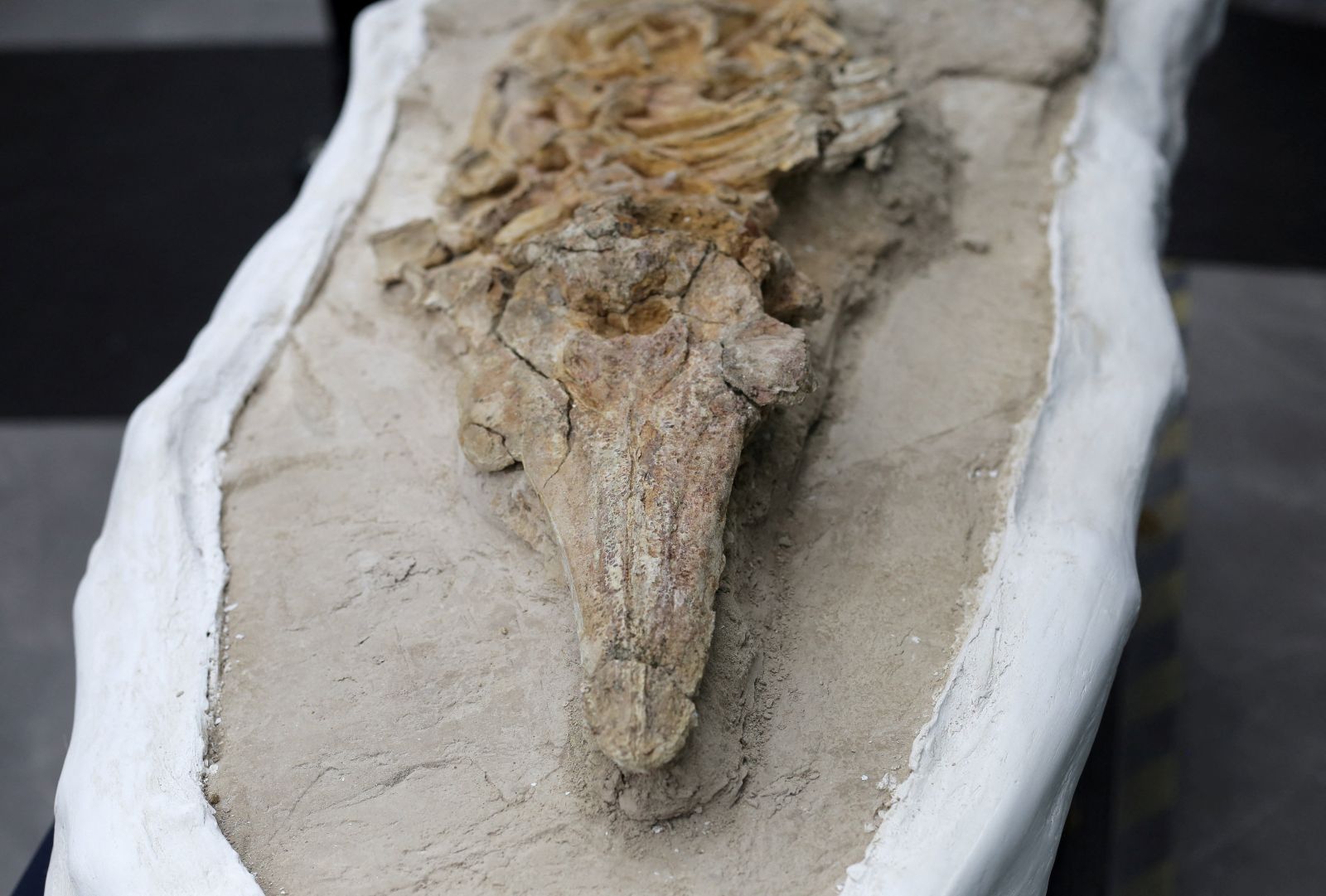 Peru researchers unveil 10-million-year-old dolphin-like fossil found in desert