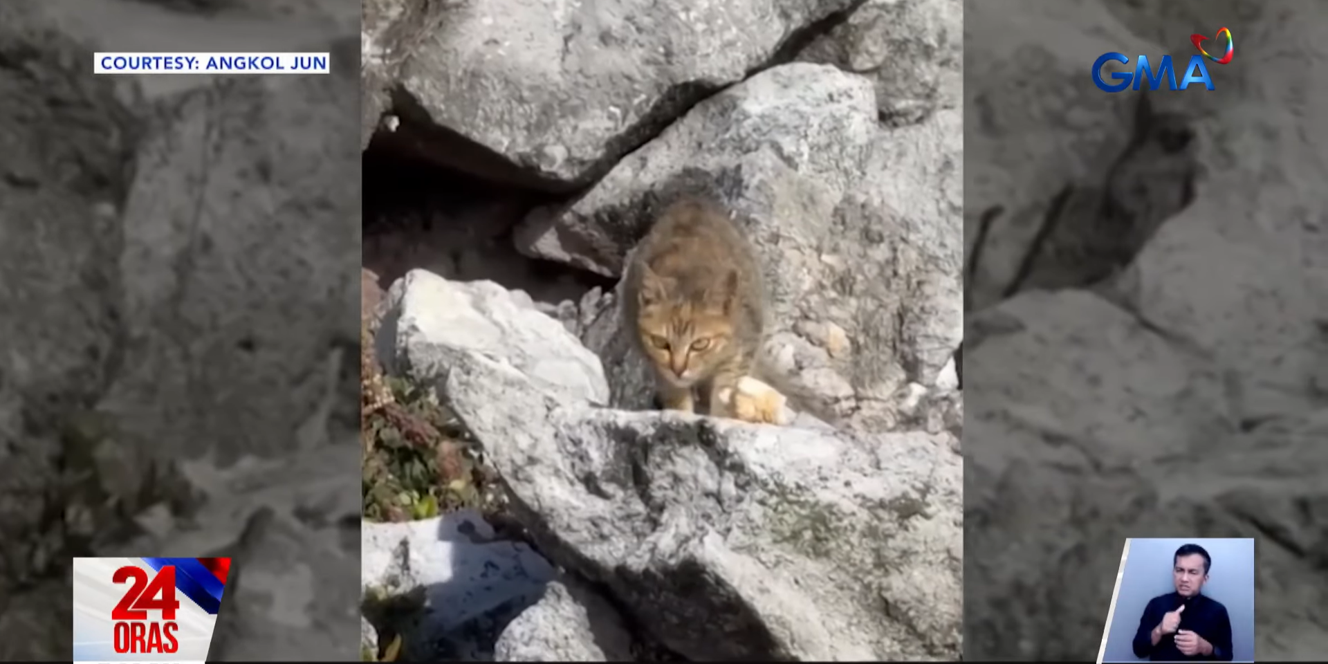 Domestic cat spotted on Mt. Apo may pose threat to native, endemic wildlife, says researcher