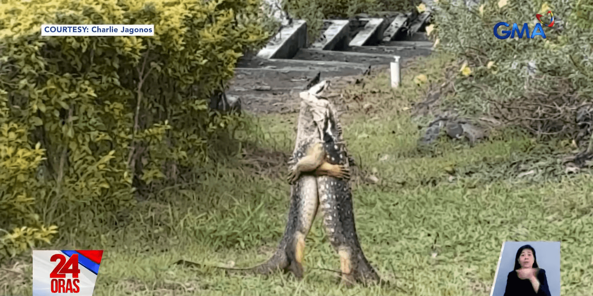 Viral bayawaks in hug fest actually locked in 'combat'