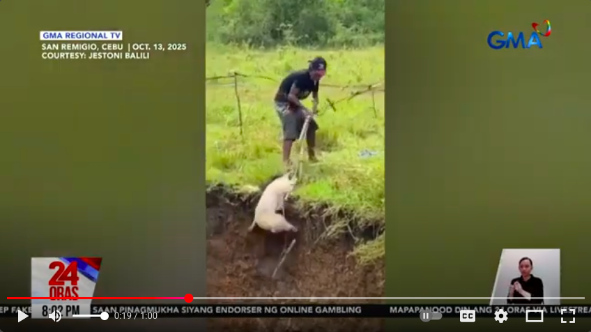Dog rescued from sinkhole after Cebu earthquake