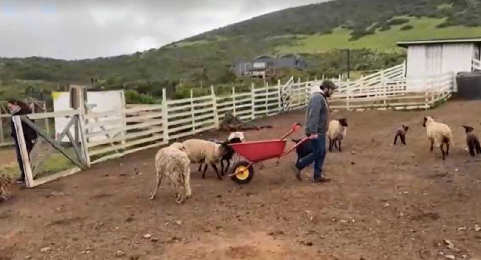 Chilean farmers power their home using sheep poop