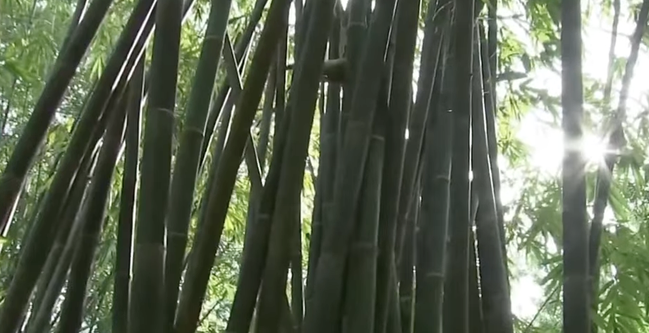 Antipolo’s Carolina Bamboo Garden exhibits bamboo variants, parts for sustainable use