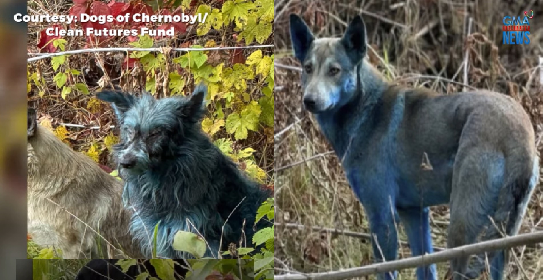 Ilang aso sa Chernobyl, naging kulay blue dahil nga kaya sa radiation?