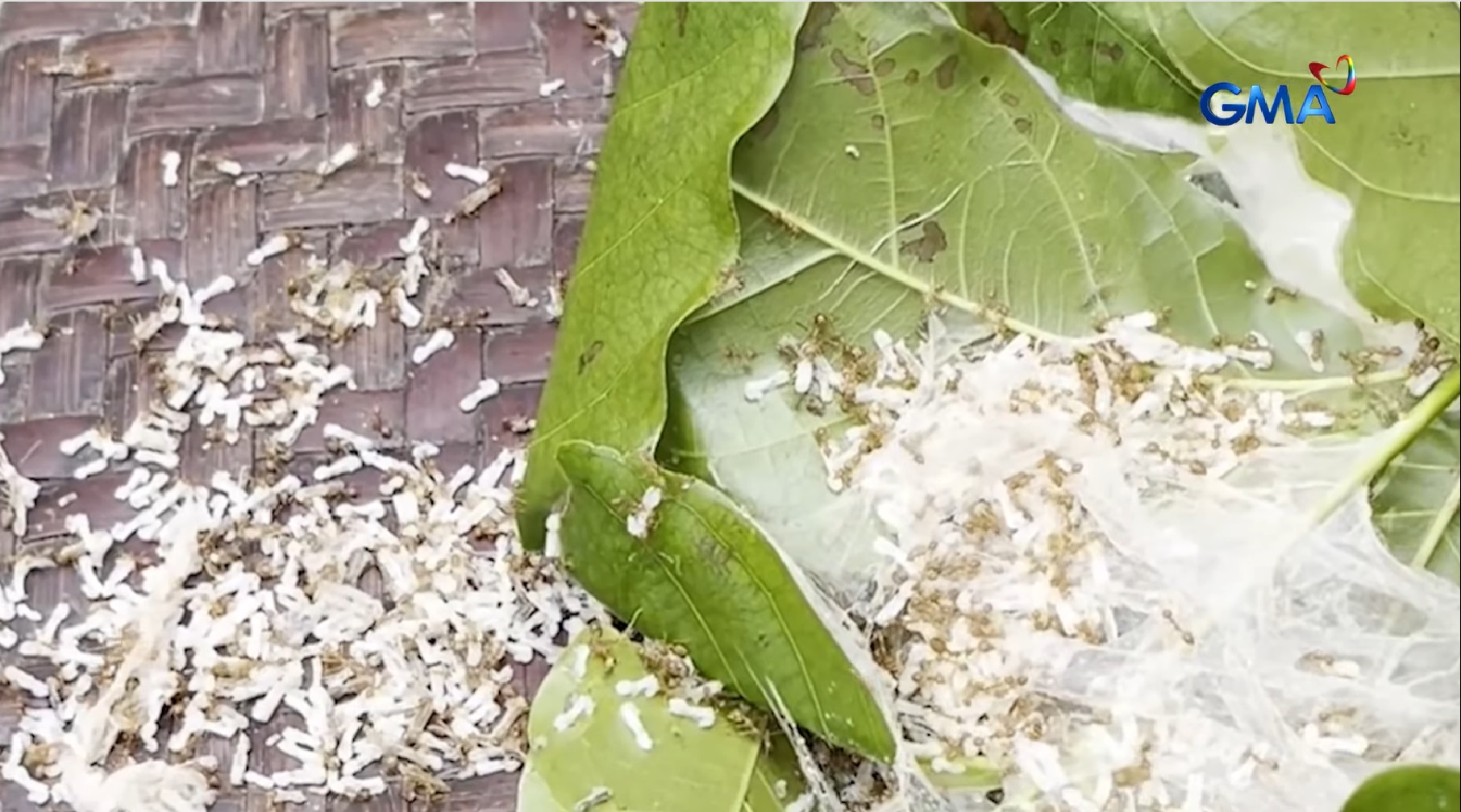 Itlog ng langgam o 'hubok," ligtas bang kainin?