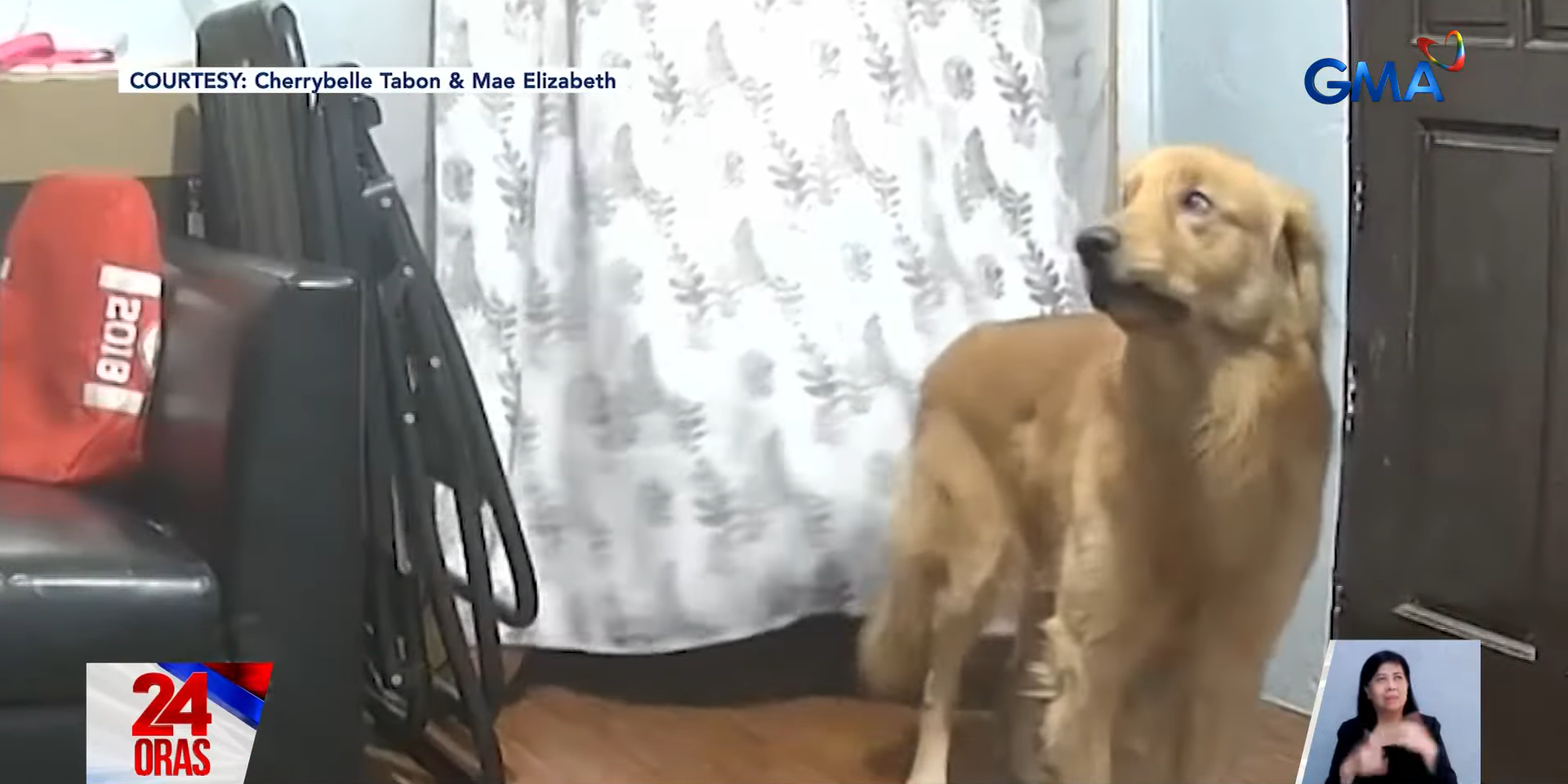 Can animals predict earthquakes?