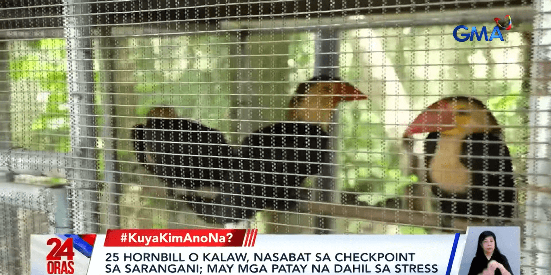 25 hornbills intercepted at checkpoint in Sarangani