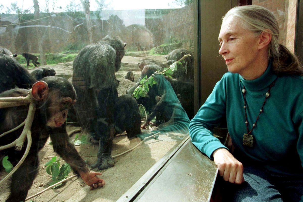 Wildlife advocate, primate expert Jane Goodall dies at 91