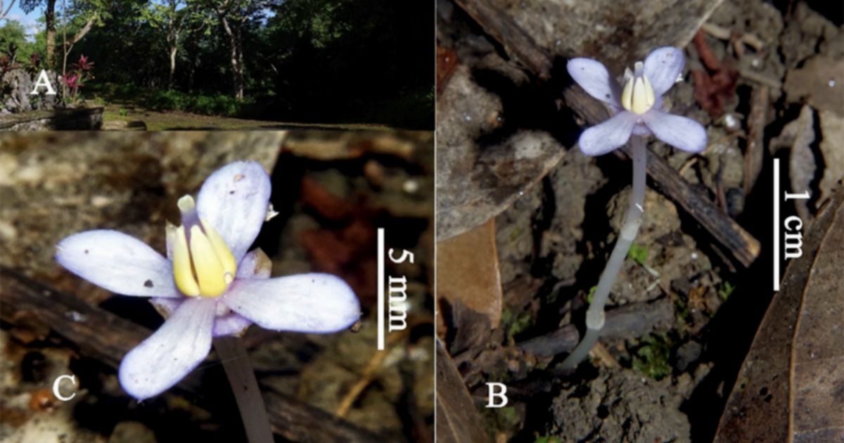 Rare plant rediscovered in Masungi Georeserve after 130 years