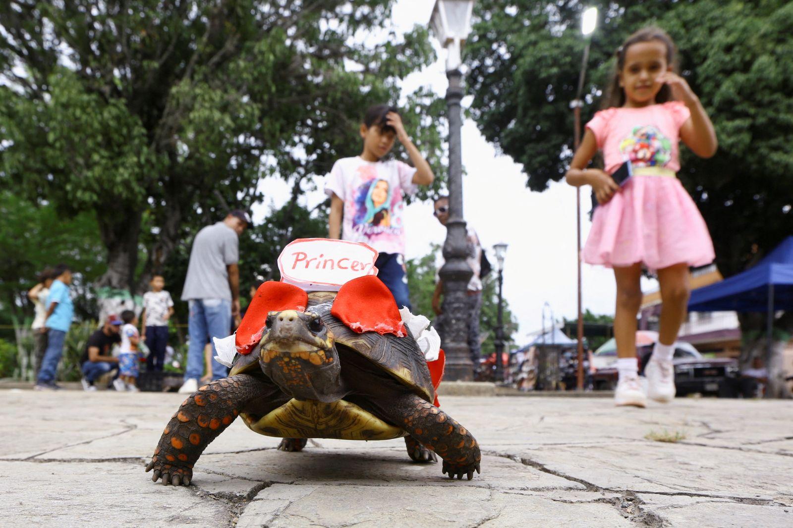 Painted tortoises race for prizes in colorful Venezuelan celebration