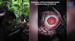 Lalaki, naiyak nang matagpuan ang isang pambihirang bulaklak na 13 taon na niyang hinahanap