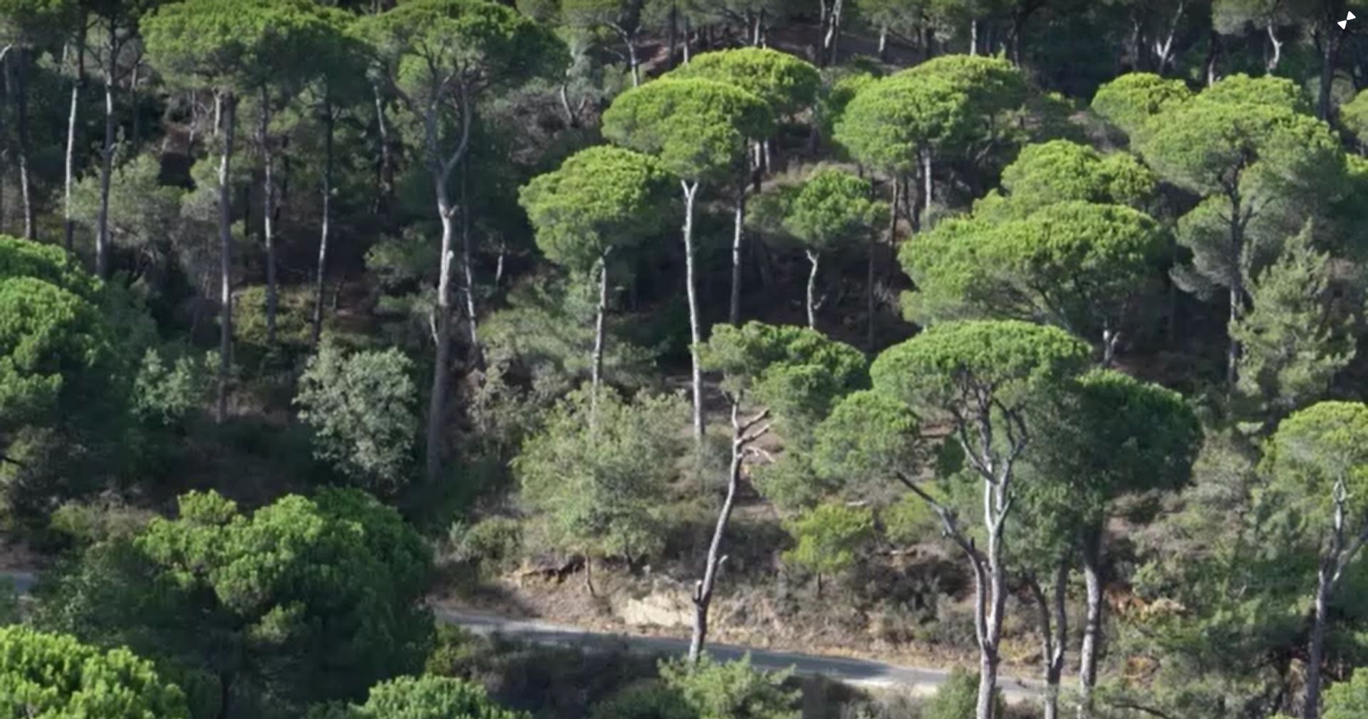 Lebanon's historic pines are dying, one cone at a time