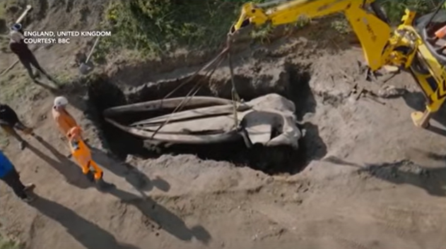 Higanteng bungo ng fin whale, hinukay para pag-aralan ng mga scientist sa England