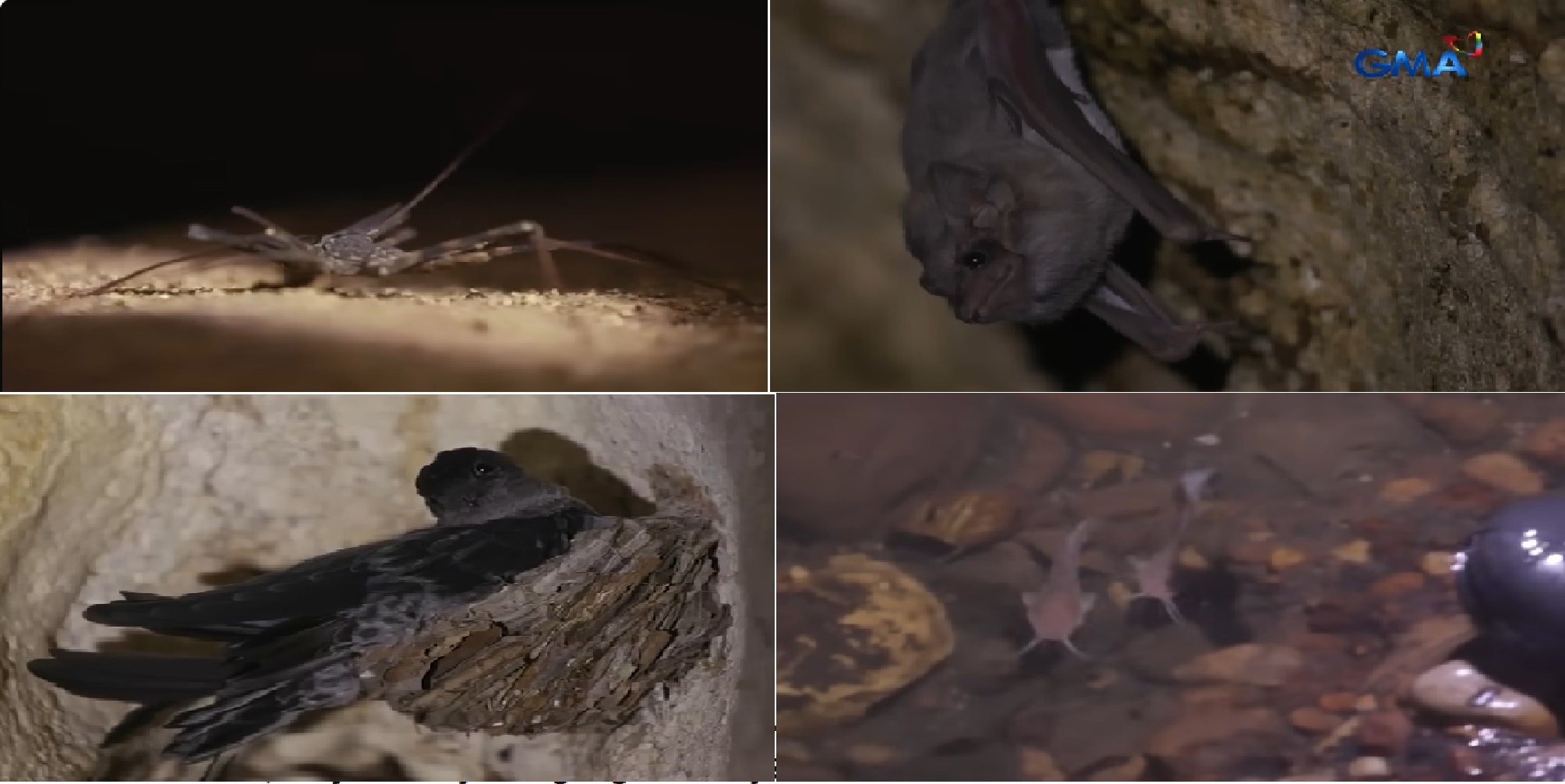 Kuweba sa Bohol na binabantayan daw ng mga ‘puting diwata,’ tahanan ng iba’t ibang hayop