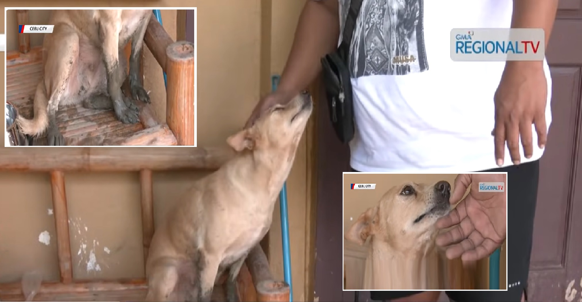 Aso na tinangay ng baha, nakabalik sa kaniyang mga amo pagkaraan ng 2 linggo