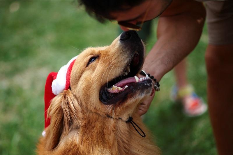 Decked in Santa hats and ribbons, Argentine golden retrievers chase world record