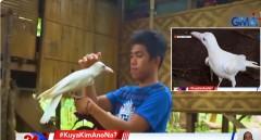 Sinagip na pambihirang uwak na puti, hindi na umalis sa taong nagligtas sa kaniya 