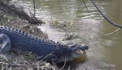 Babae na nasa banyo ng kaniyang 'stilt house,' inatake ng buwaya sa Tawi-Tawi