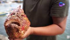 Stonefish o ‘bantol’ na pinakamakamandag na isda sa buong mundo, puwedeng kainin?