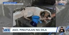 Alagang aso na nakawala, pinutulan ng dila sa Valenzuela City