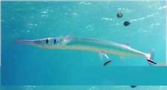Lalaking inatake ng needlefish o ‘balo,’ pumanaw matapos makaranas ng cardiac arrest