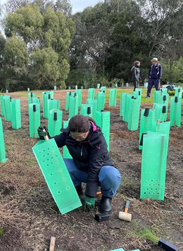 Maureen participates in a tree planting activity near the Barwon River in Geelong, a city of over 200,000 residents. CLAIRE McVILLY