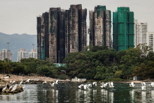 A flock of egrets fly next to burned buildings of the Wang Fuk Court housing complex after the deadly fire, in Tai Po, Hong Kong, China, November 30, 2025. REUTERS/Maxim Shemetov