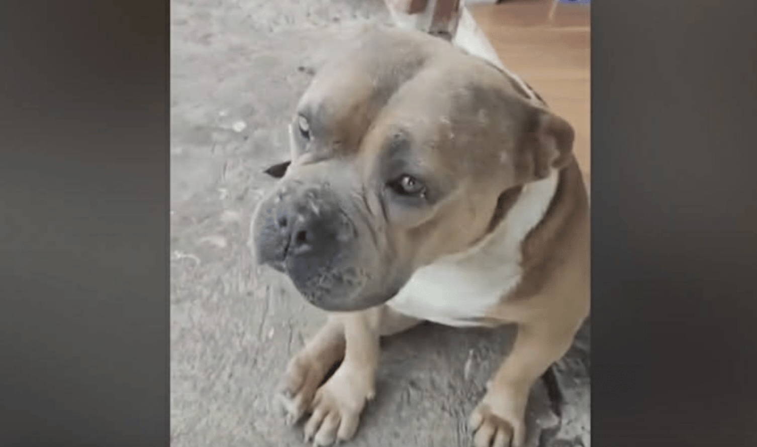 Justice Pursued: Charges Filed for Dog's Death in Mountain Province