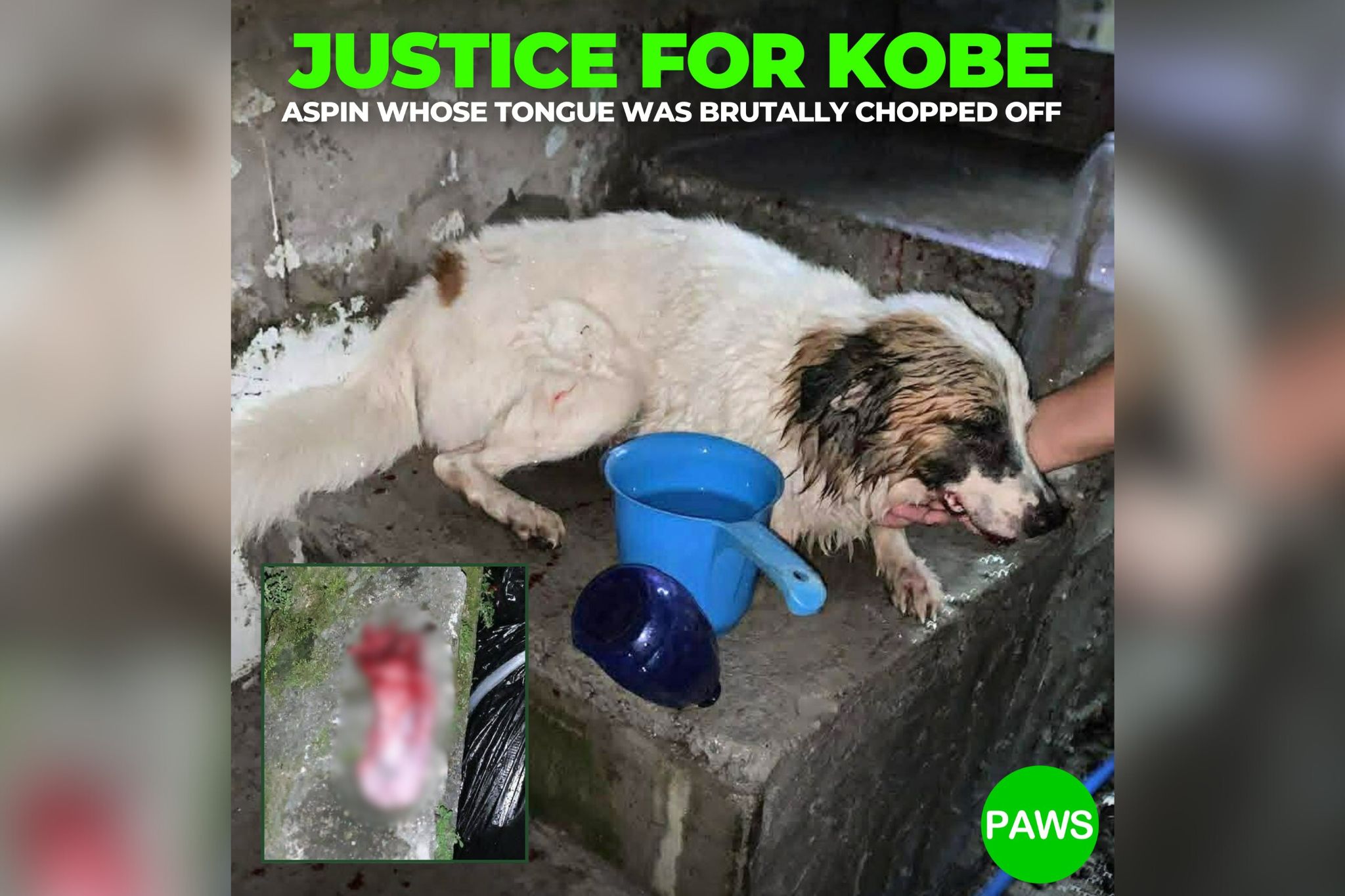 DSWD Sec. Gatchalian offers P100K for info on abuser who cut dog's tongue