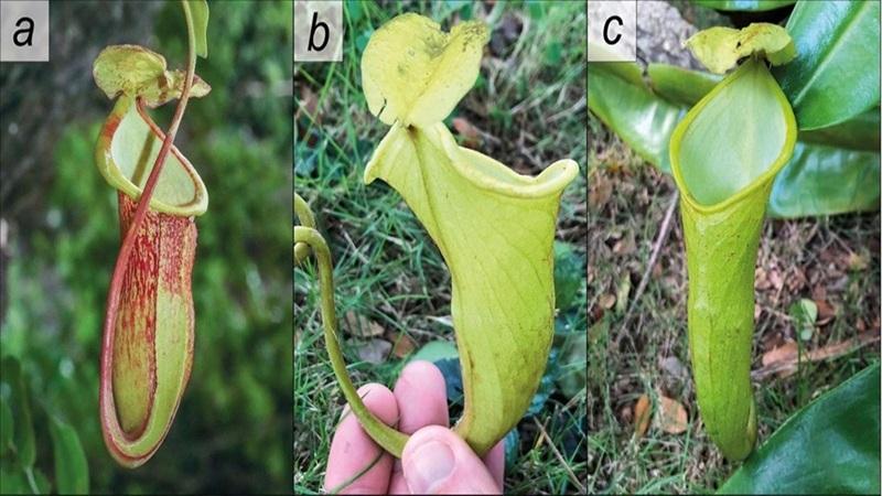 Critically endangered pitcher plant species discovered in Palawan