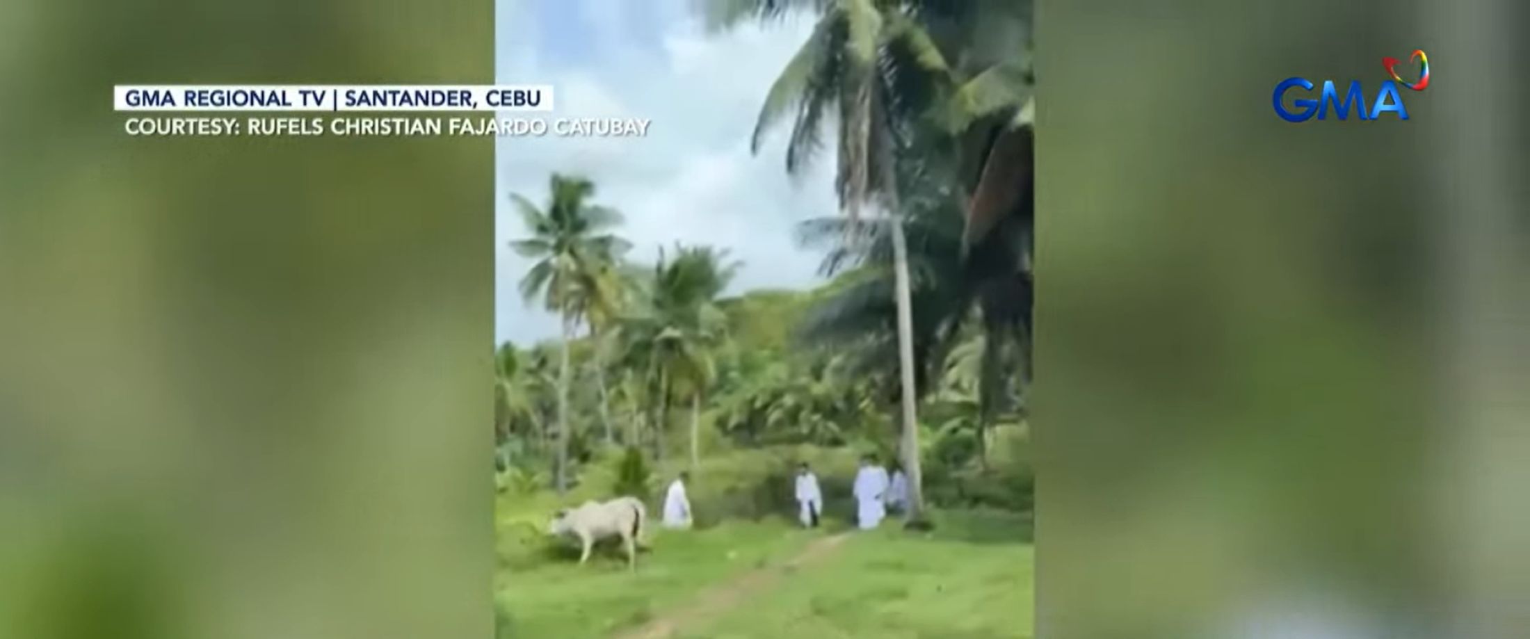 Mga sakristan na magsasagawa ng ‘Pax Tecum,’ hinarang at hinabol ng baka at kambing
